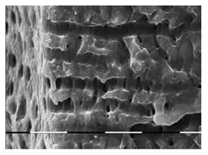 Figure 4: SEM cross section showing complete removal of bacteria and pulpal tissue in the apical one-third after irrigation using the LT-IPI™ protocol leaving dentin tubules open (Courtesy Prof. Georgi Tomov, Plovdiv, Bulgaria)